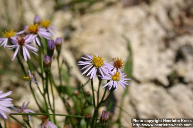 Photo: Aster tripolium 5.