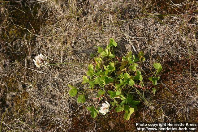 Photo: Trifolium repens 3.