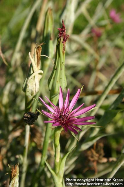 Photo: Tragopogon porrifolius 6.