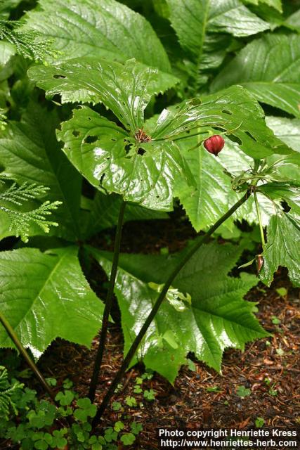 Photo: Trillium sulcatum.