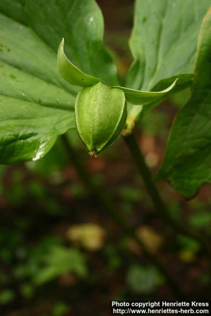 Photo: Trillium sulcatum 1.