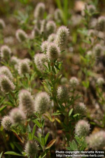 Photo: Trifolium arvense.