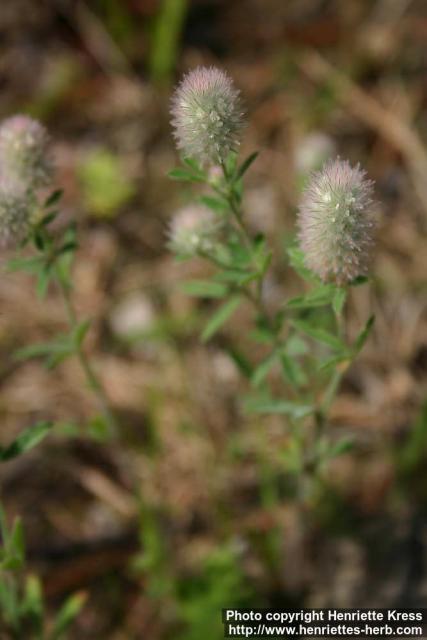 Photo: Trifolium arvense 2.