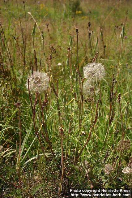 Photo: Tragopogon pratensis 5.