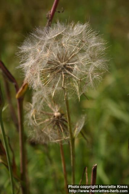 Photo: Tragopogon pratensis 6.