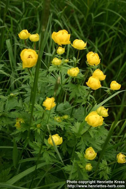 Photo: Trollius europaeus 10.