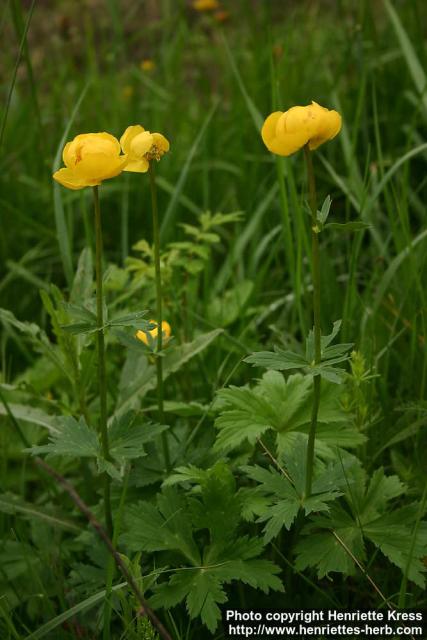 Photo: Trollius europaeus 11.