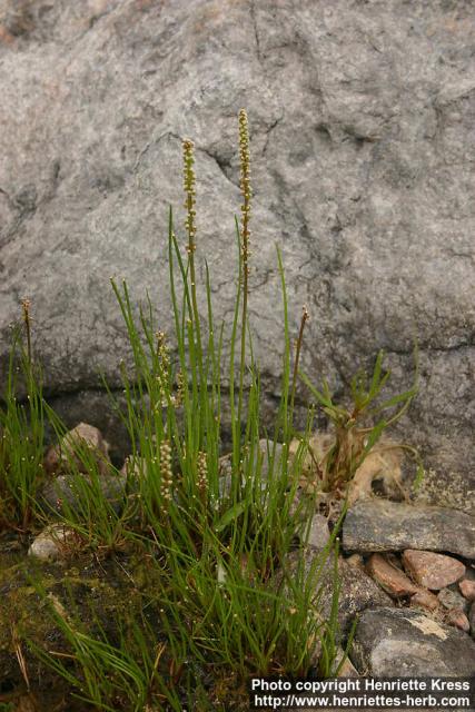 Photo: Triglochin maritimum 1.