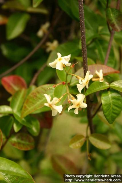 Photo: Trachelospermum asiaticum 0.