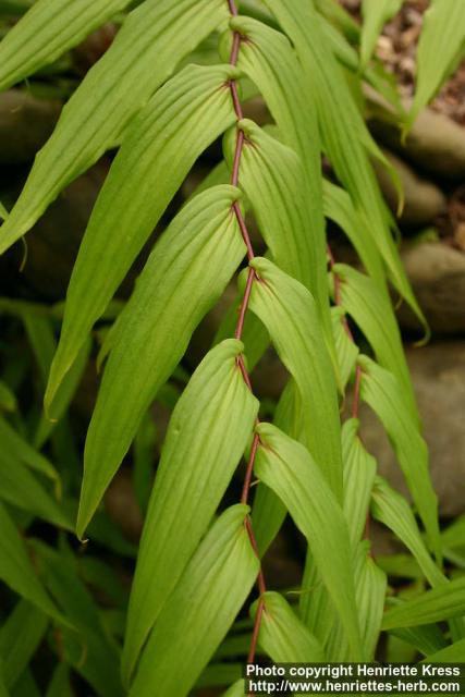 Photo: Tricyrtis macranthopsis 1.