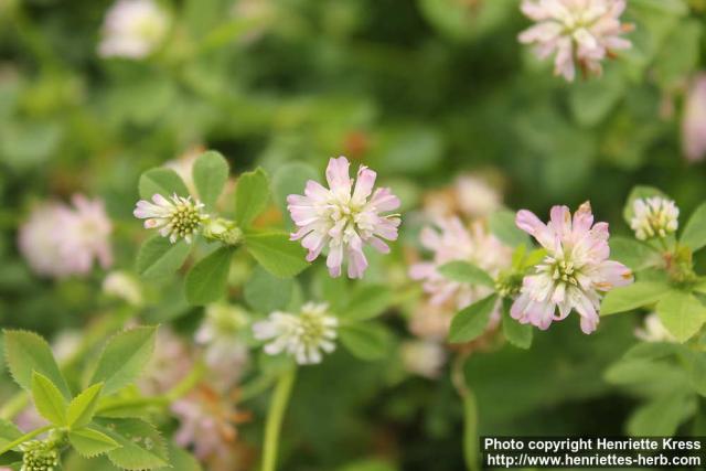 Photo: Trifolium resupinatum 5.