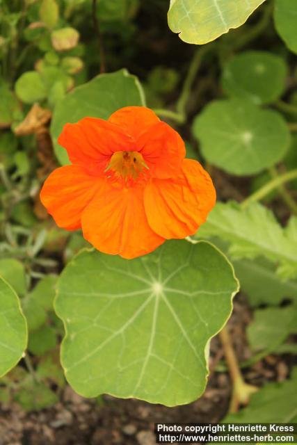 Photo: Tropaeolum majus 13.