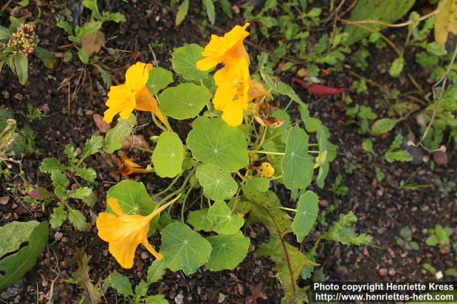 Photo: Tropaeolum majus 14.