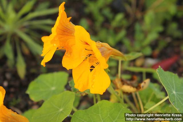 Photo: Tropaeolum majus 15.