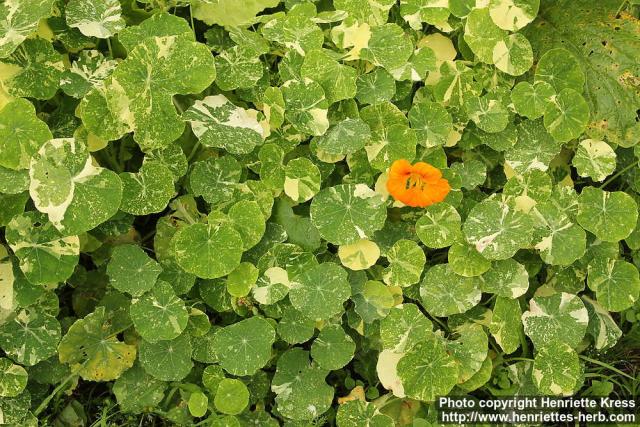 Photo: Tropaeolum majus 17.