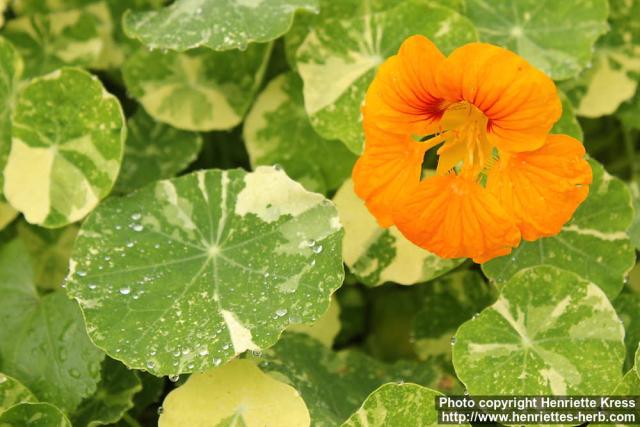 Photo: Tropaeolum majus 18.