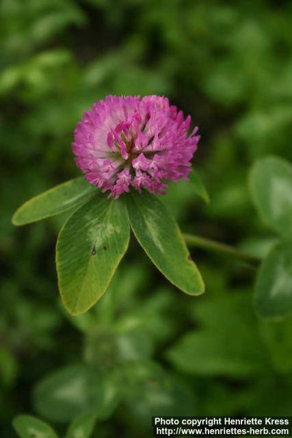 Photo: Trifolium pratense 09.