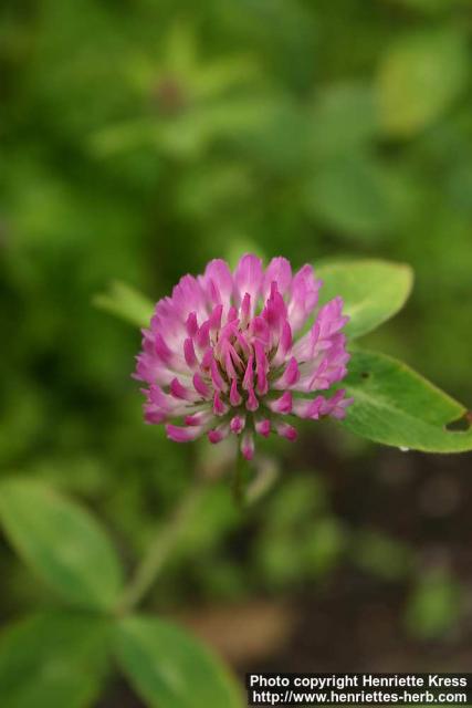 Photo: Trifolium pratense 10.