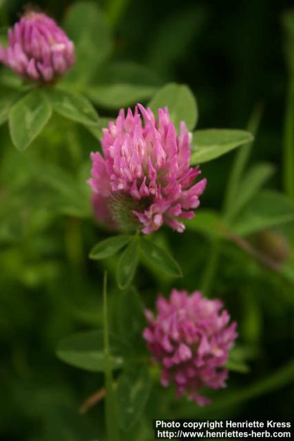 Photo: Trifolium pratense 13.