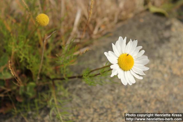 Photo: Tripleurospermum maritimum 3.