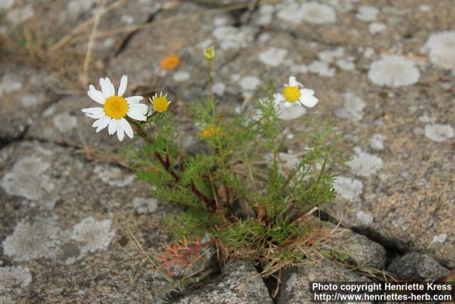 Photo: Tripleurospermum maritimum 4.