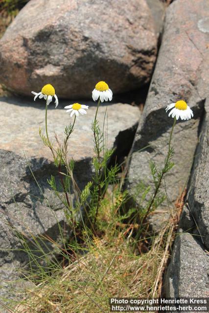 Photo: Tripleurospermum maritimum 6.