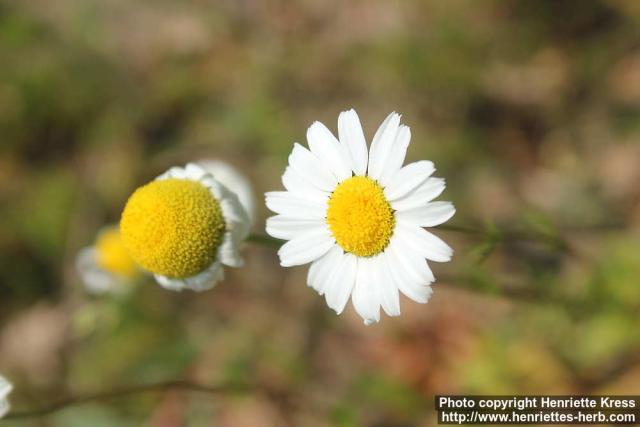 Photo: Tripleurospermum maritimum 7.