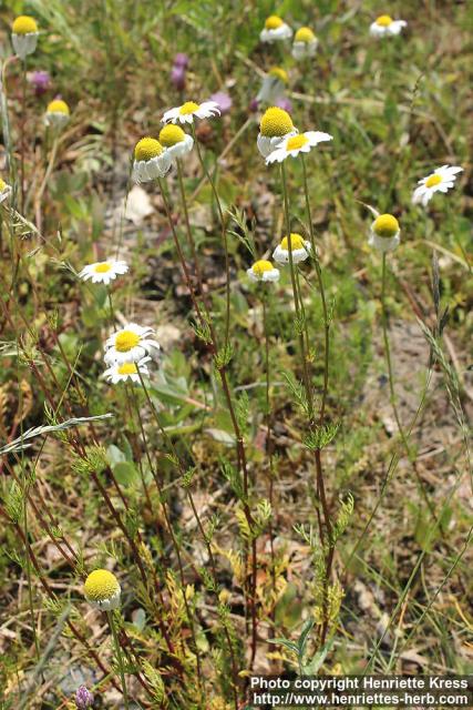 Photo: Tripleurospermum maritimum 8.