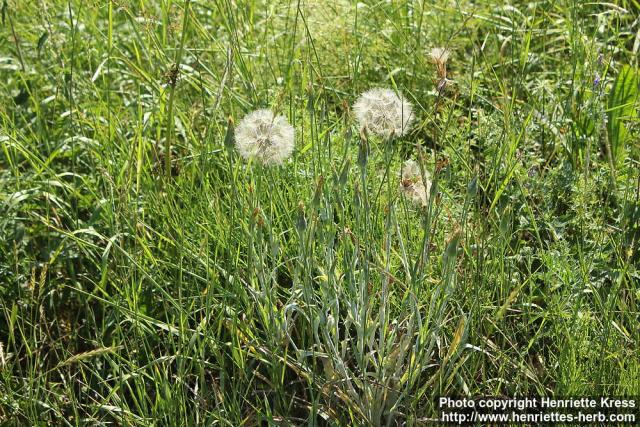 Photo: Tragopogon pratensis 09.