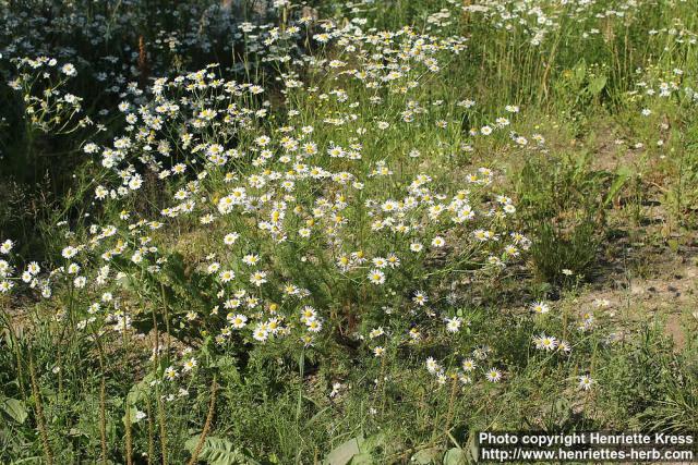 Photo: Tripleurospermum perforatum 3.