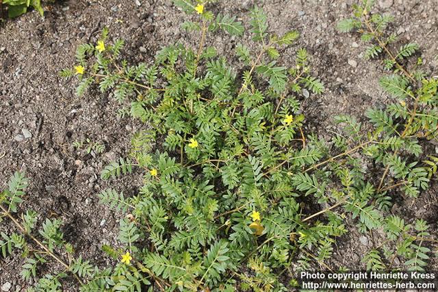 Photo: Tribulus terrestris 2.