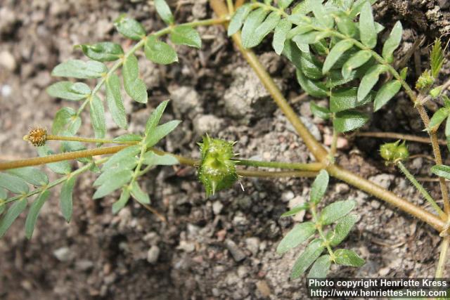 Photo: Tribulus terrestris 3.