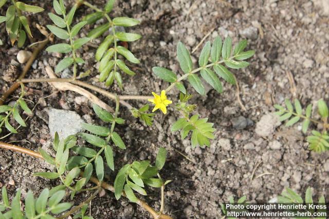 Photo: Tribulus terrestris 4.