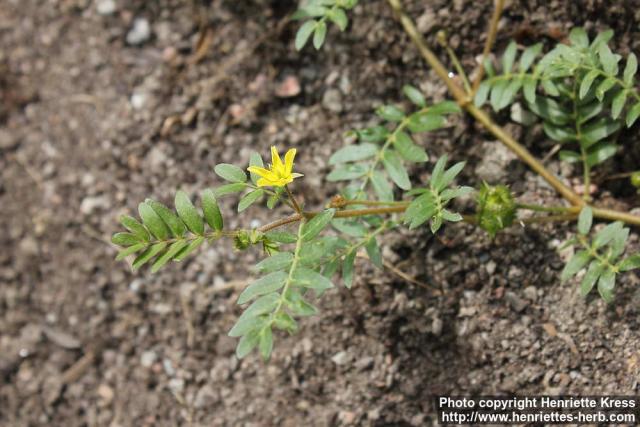 Photo: Tribulus terrestris 5.