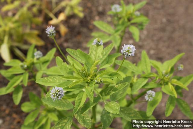 Photo: Trigonella caerulea 2.