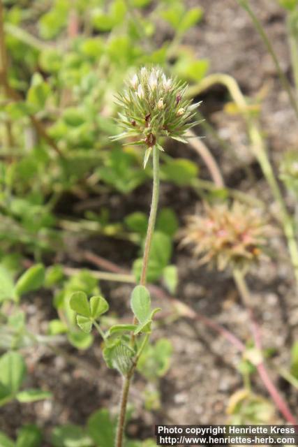 Photo: Trifolium stellatum 0.