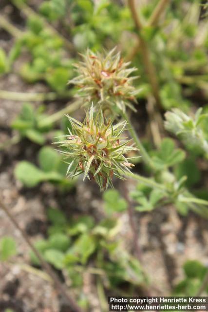 Photo: Trifolium stellatum 2.