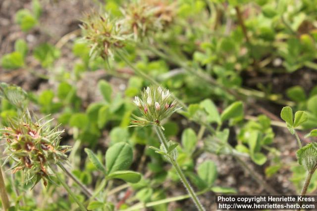 Photo: Trifolium stellatum 3.