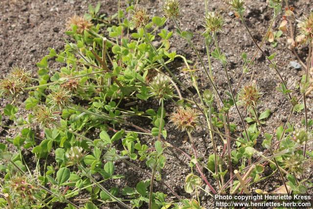 Photo: Trifolium stellatum 4.