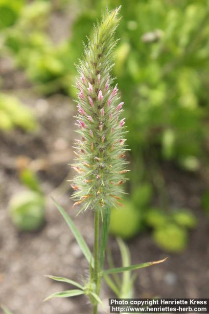 Photo: Trifolium angustifolium 1.