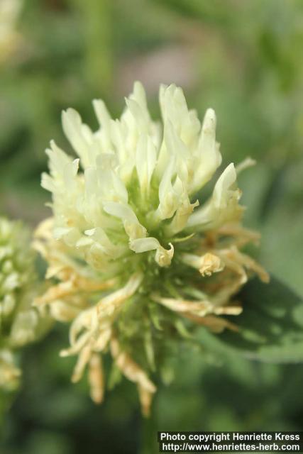 Photo: Trifolium pannonicum 1.