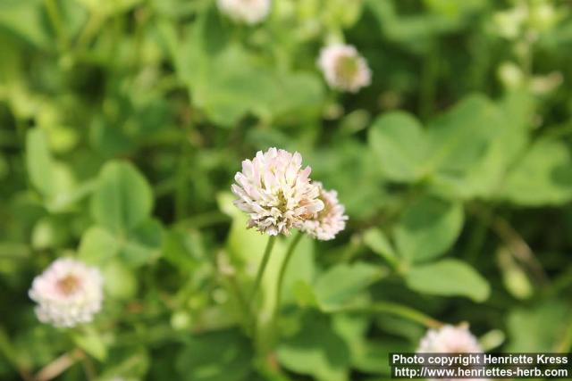 Photo: Trifolium fragiferum 2.