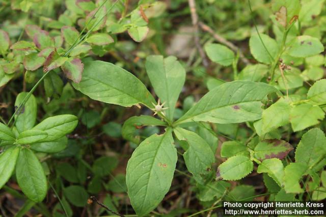 Photo: Trientalis europaea 08.