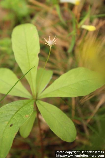 Photo: Trientalis europaea 09.