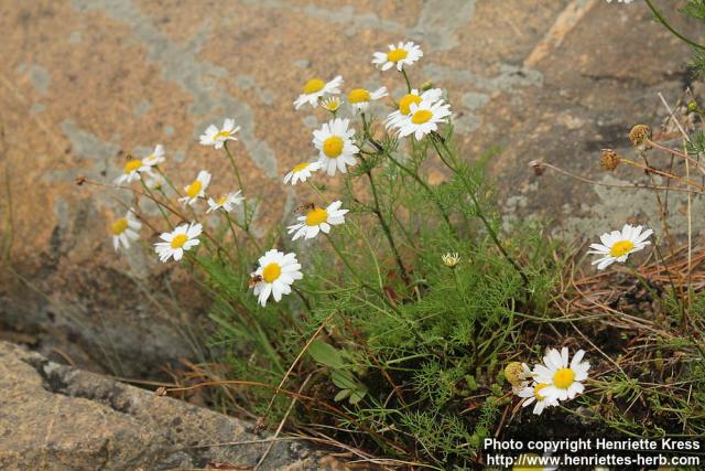 Photo: Tripleurospermum maritimum 10.