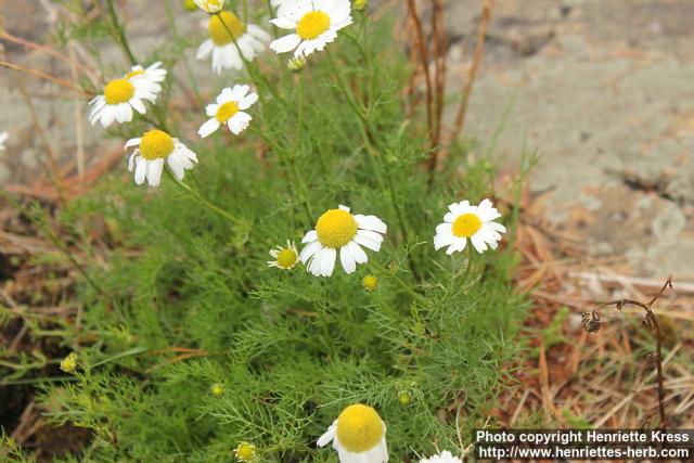 Photo: Tripleurospermum maritimum 11.