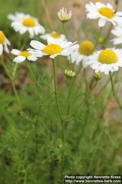 Photo: Tripleurospermum maritimum 12.