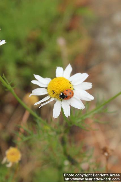 Photo: Tripleurospermum maritimum 14.