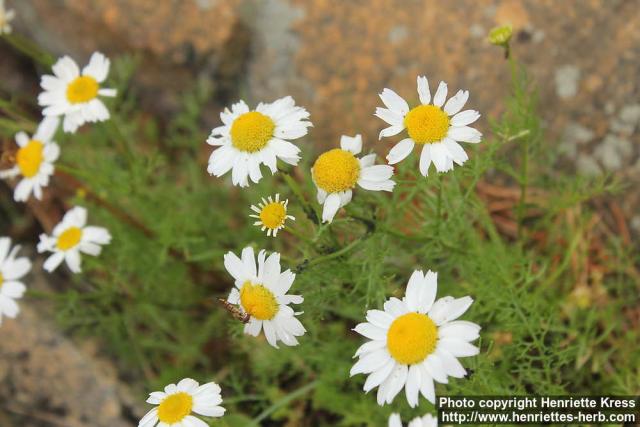 Photo: Tripleurospermum maritimum 15.