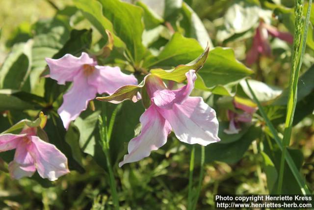 Photo: Trillium grandiflorum 11.